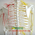 SKELETON02 (12362) Medical Science Human Full Size 170/180cm Neurovascular Skeleton Anatomical Models